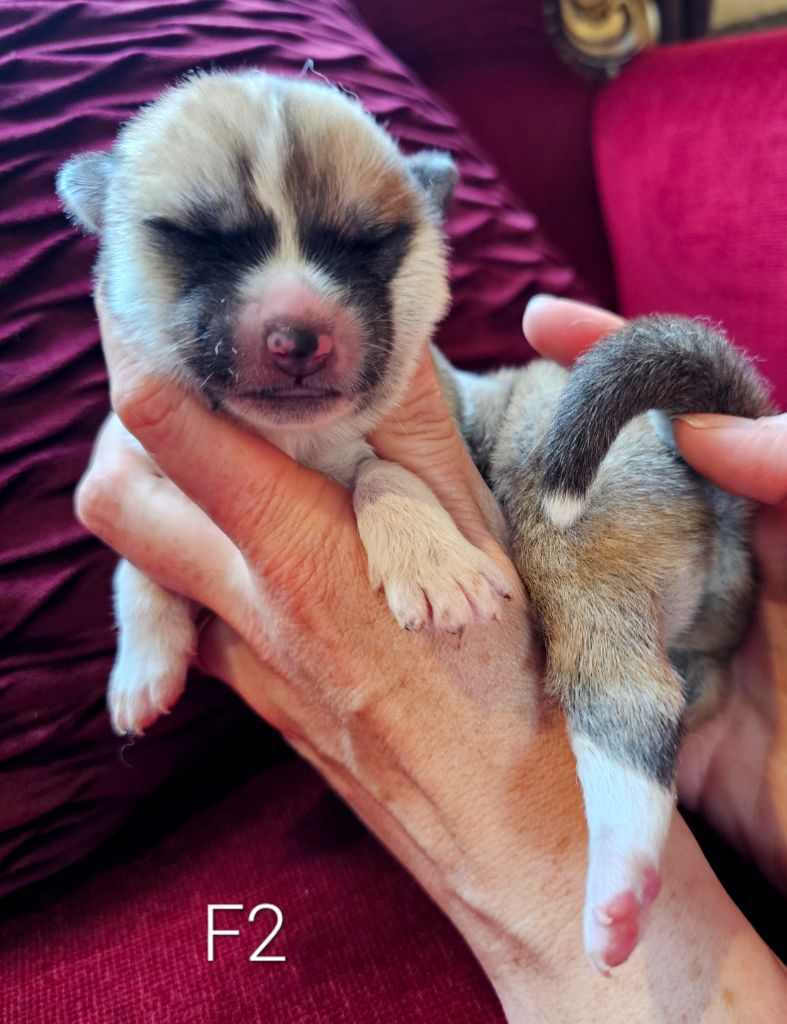 De La Joaillerie De La Cour - Chiot disponible  - Akita