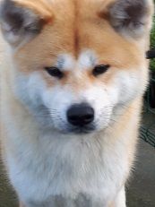 Miwa go Des Fideles Akita Ken