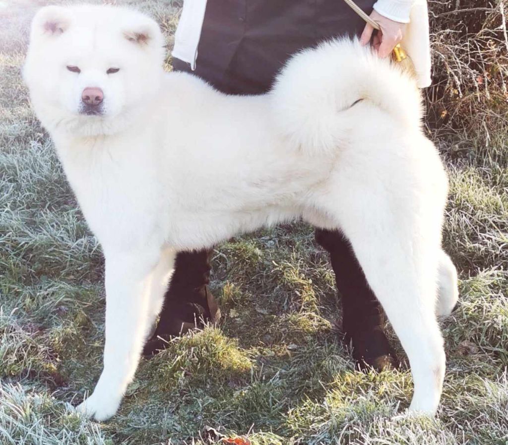 CH. Byakurei go tamashi kenn