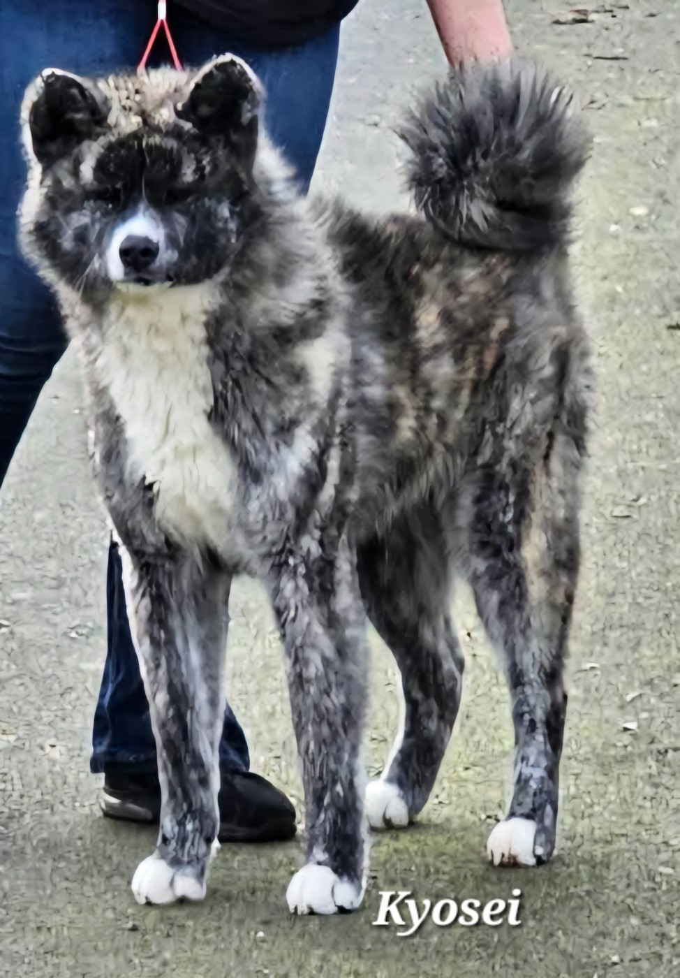 Kyosei  De La Joaillerie De La Cour