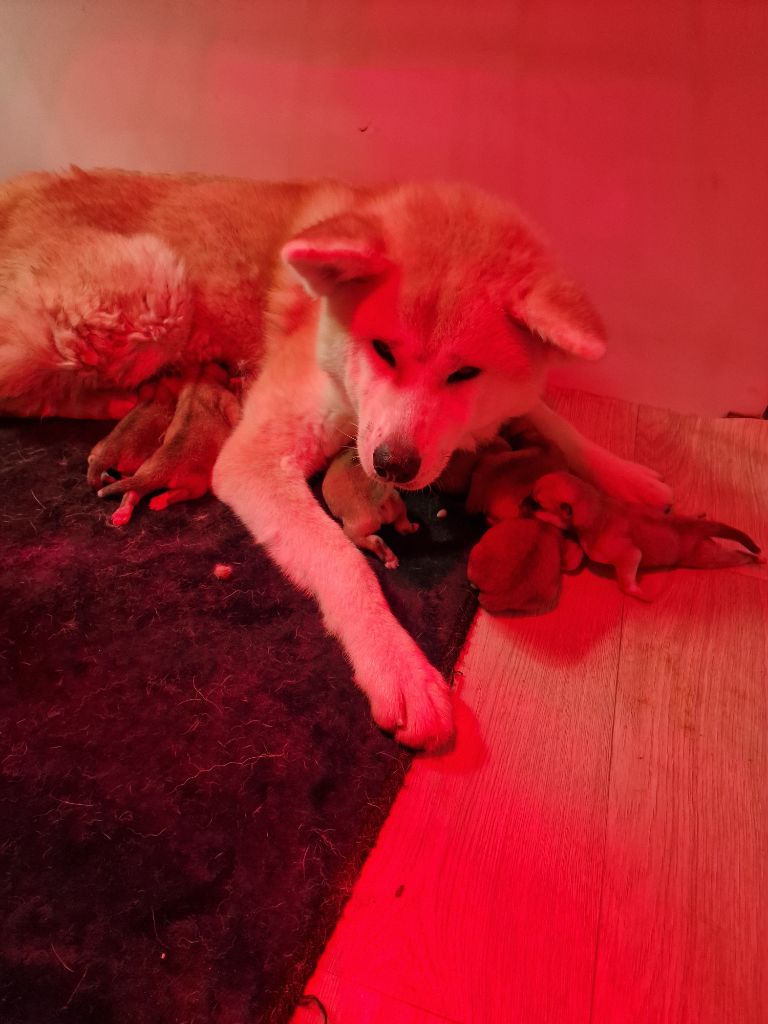 De La Joaillerie De La Cour - Nouveau BB akita inu roux 