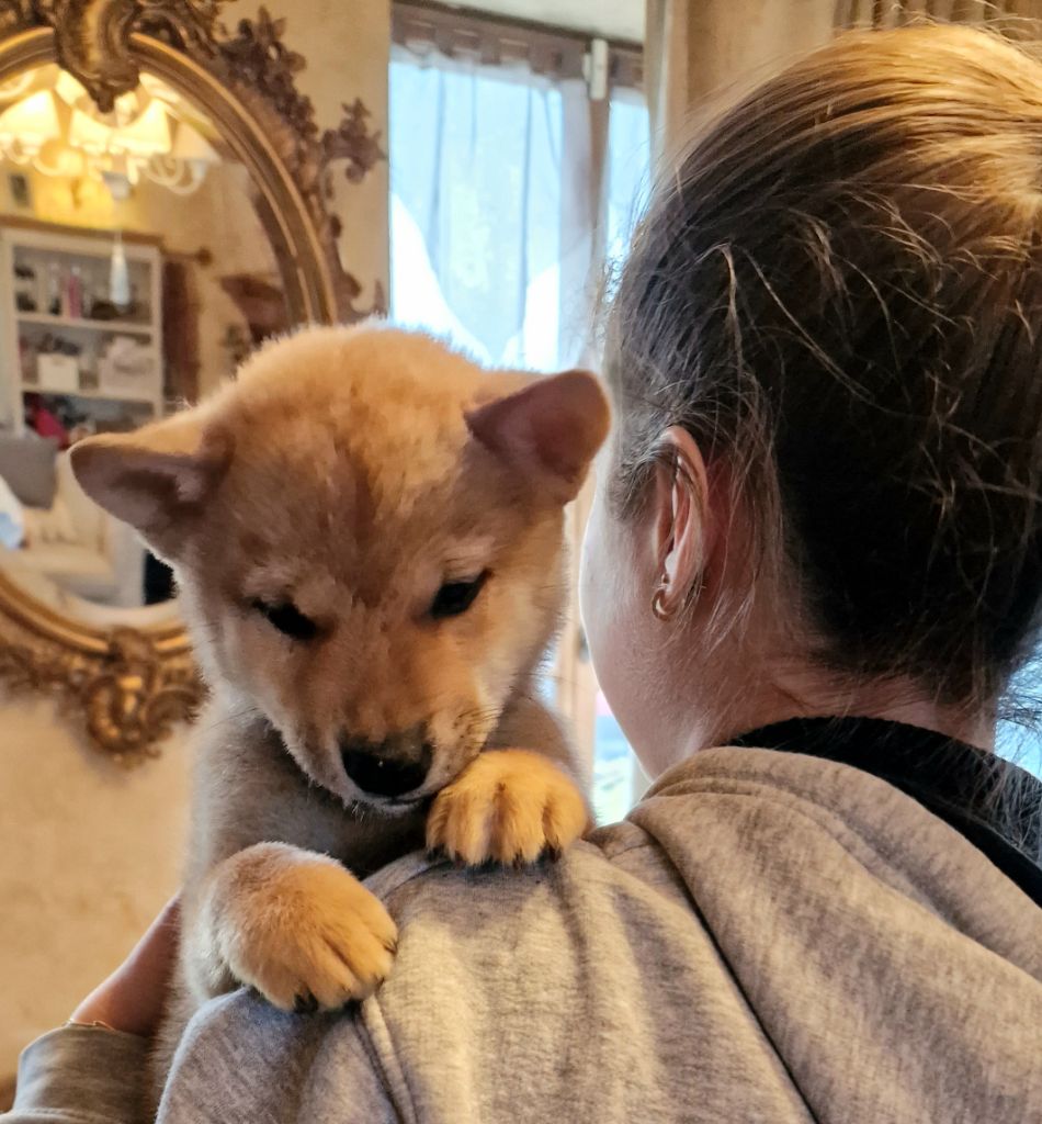 Bébé Shiba inu disponible  