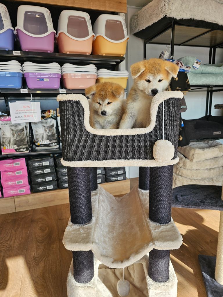 Des chiots mâles sont encore disponible à partir du 15 octobre 