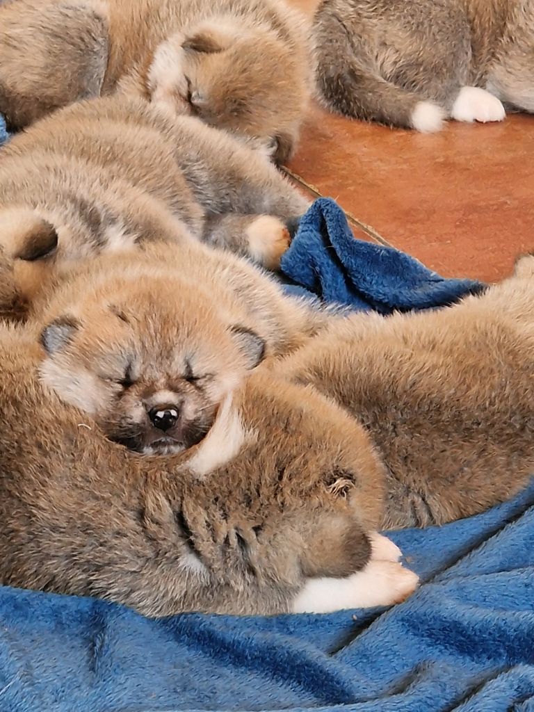 CHIOTS AKITA INU LOF 