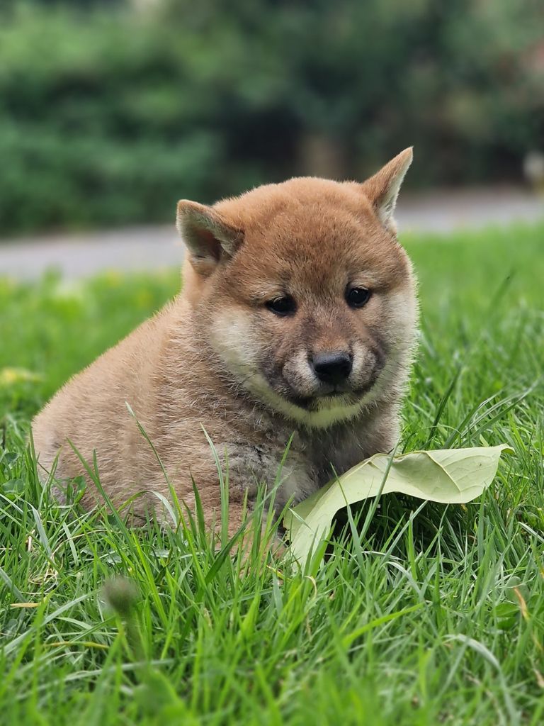 De La Joaillerie De La Cour - Chiots disponibles - Shiba