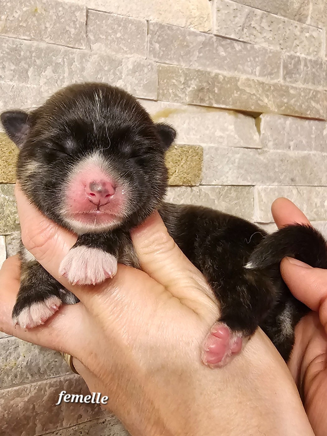 De La Joaillerie De La Cour - Chiots disponibles - Akita