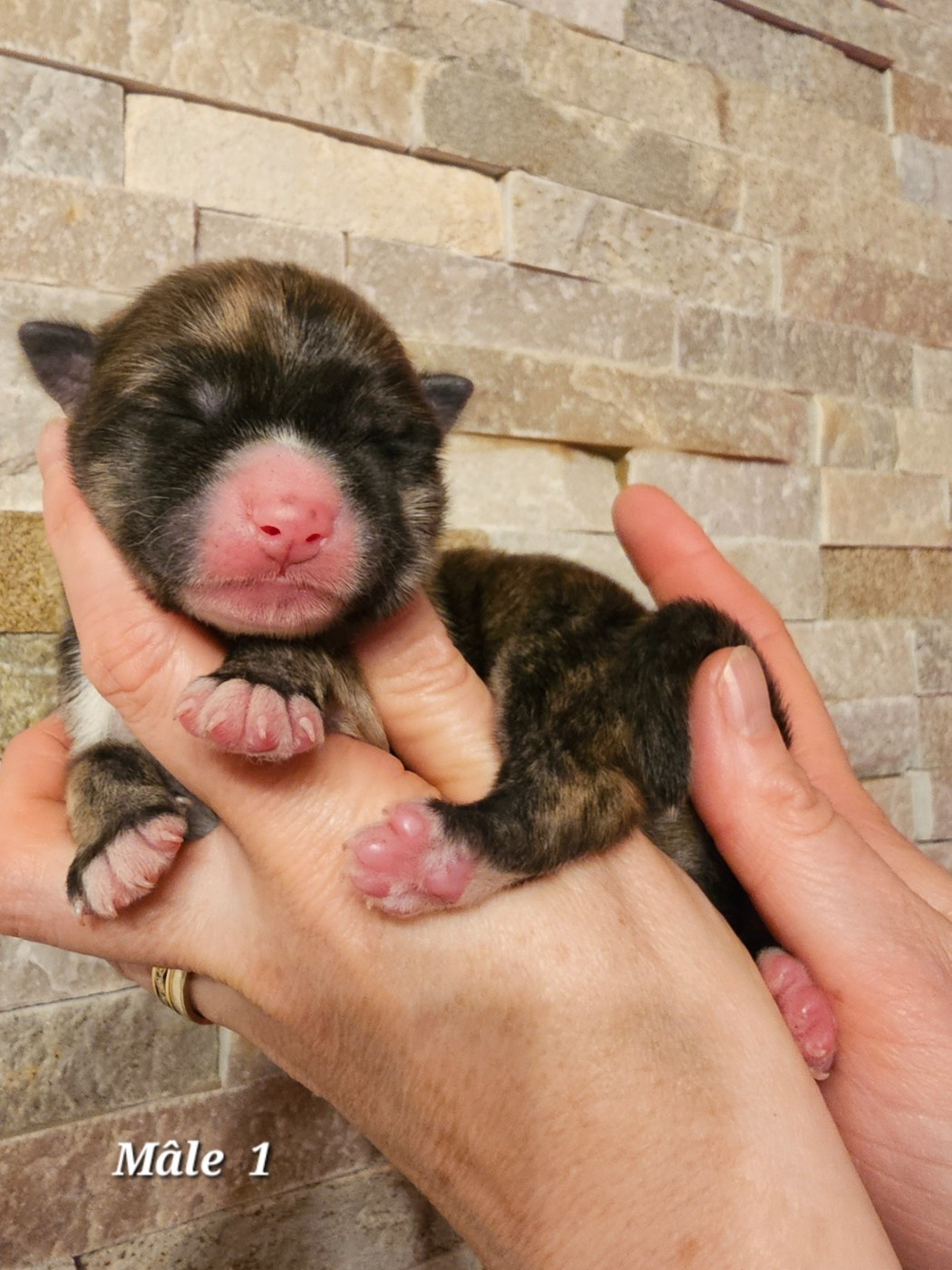 De La Joaillerie De La Cour - Chiots disponibles - Akita