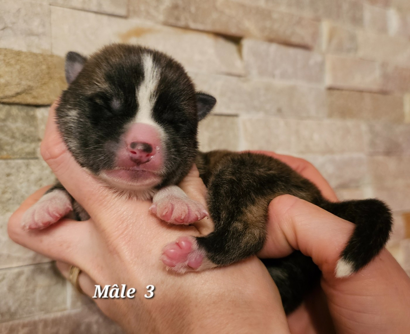 De La Joaillerie De La Cour - Chiots disponibles - Akita