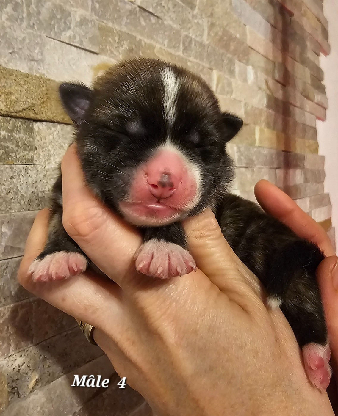 De La Joaillerie De La Cour - Chiots disponibles - Akita