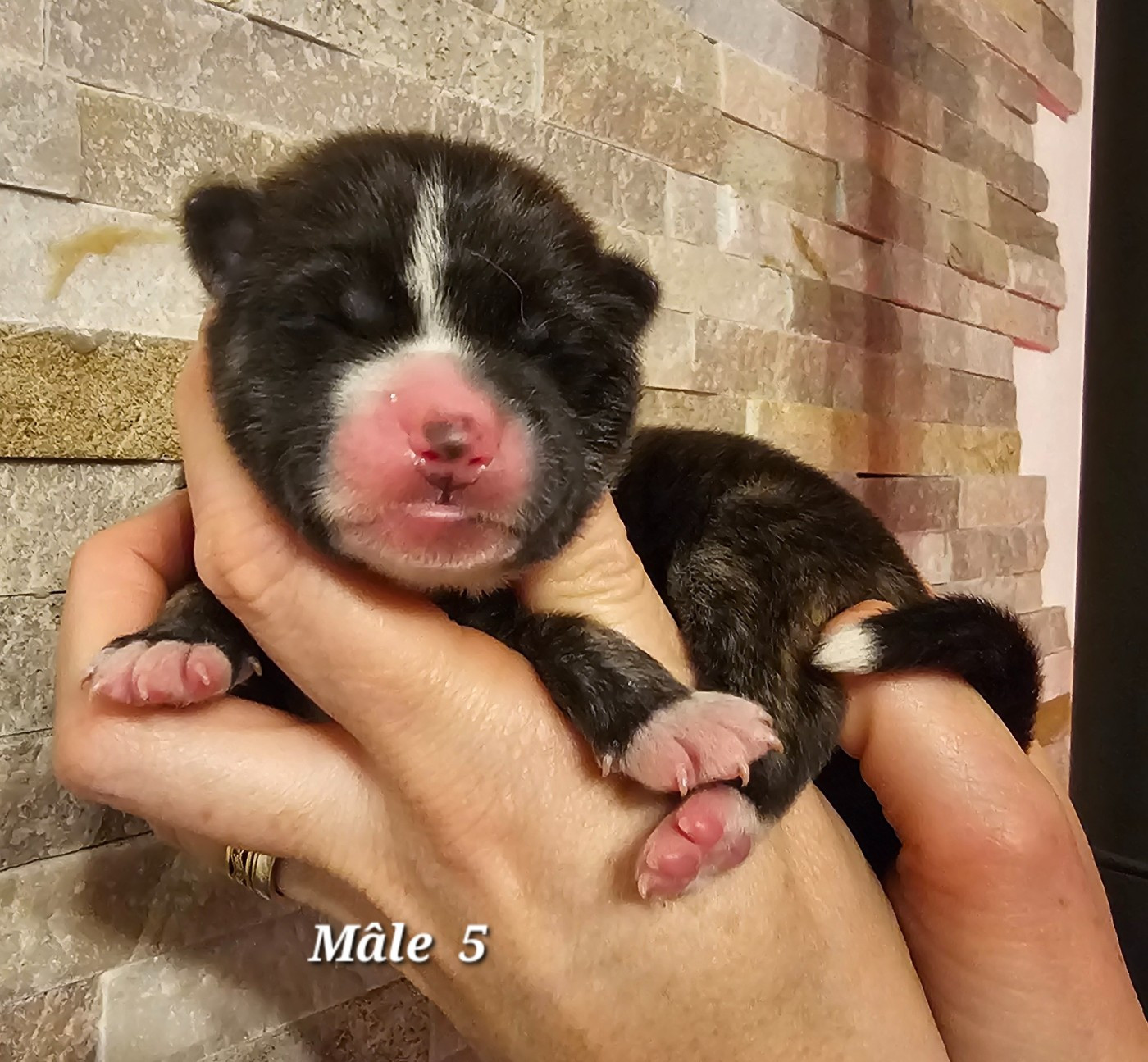 De La Joaillerie De La Cour - Chiots disponibles - Akita