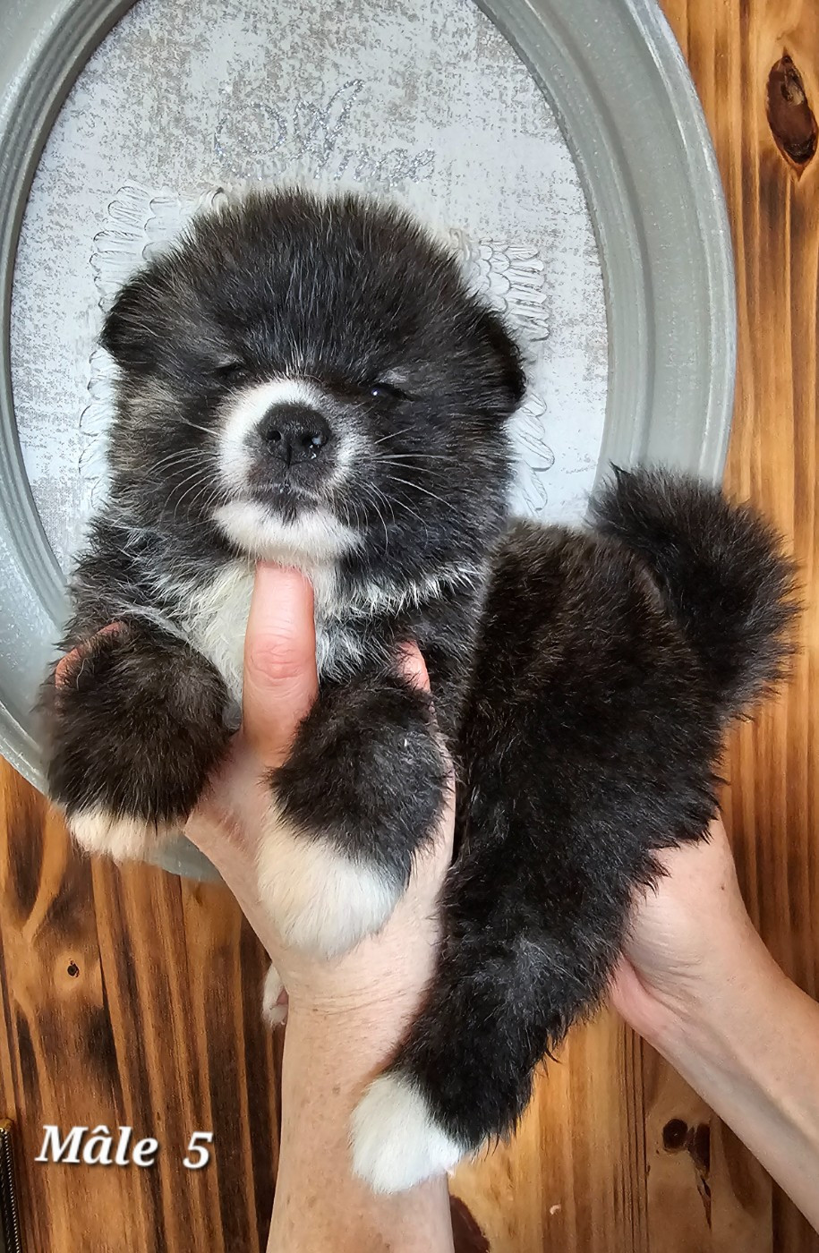 De La Joaillerie De La Cour - Chiots disponibles - Akita