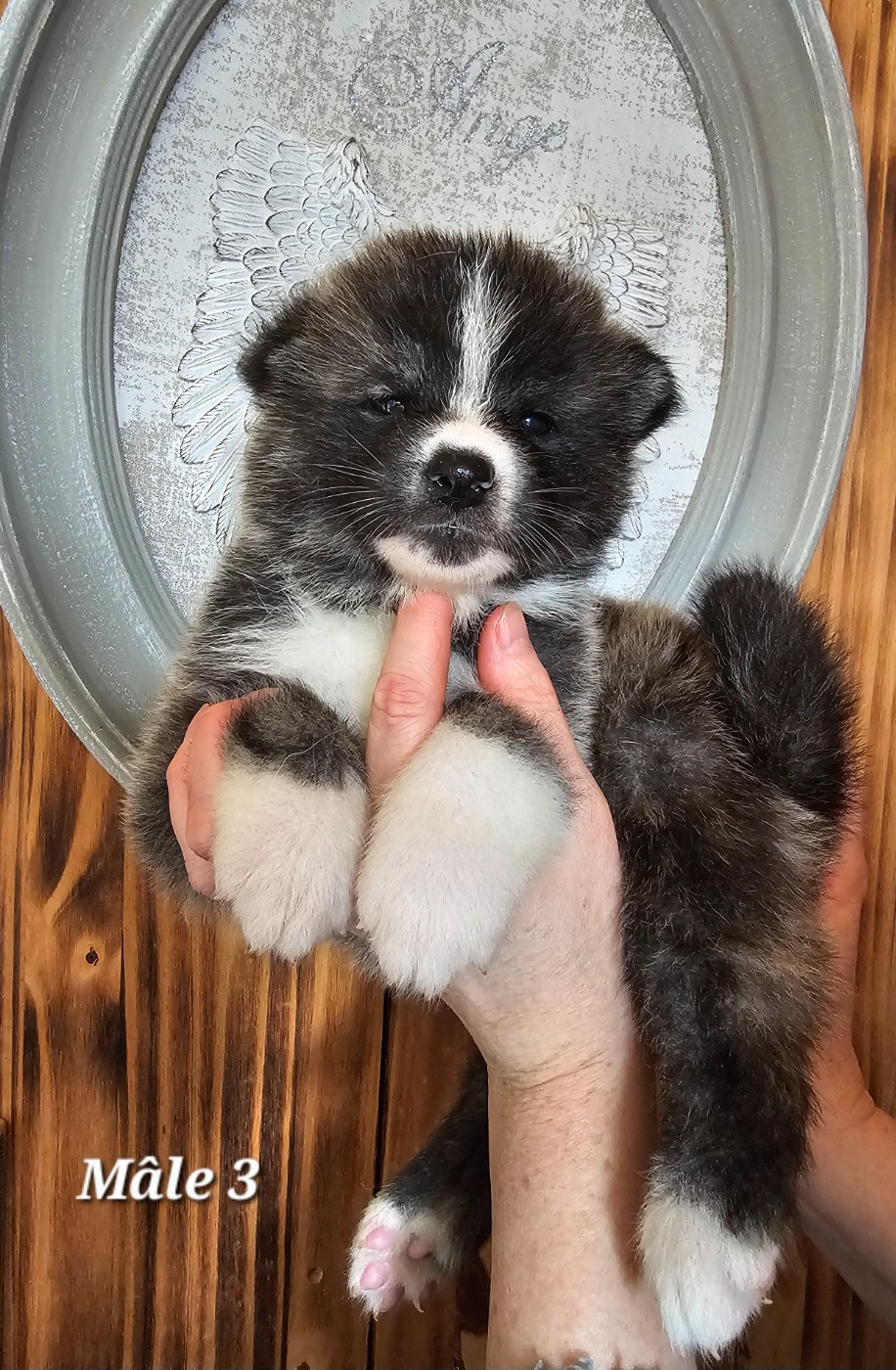 De La Joaillerie De La Cour - Chiots disponibles - Akita