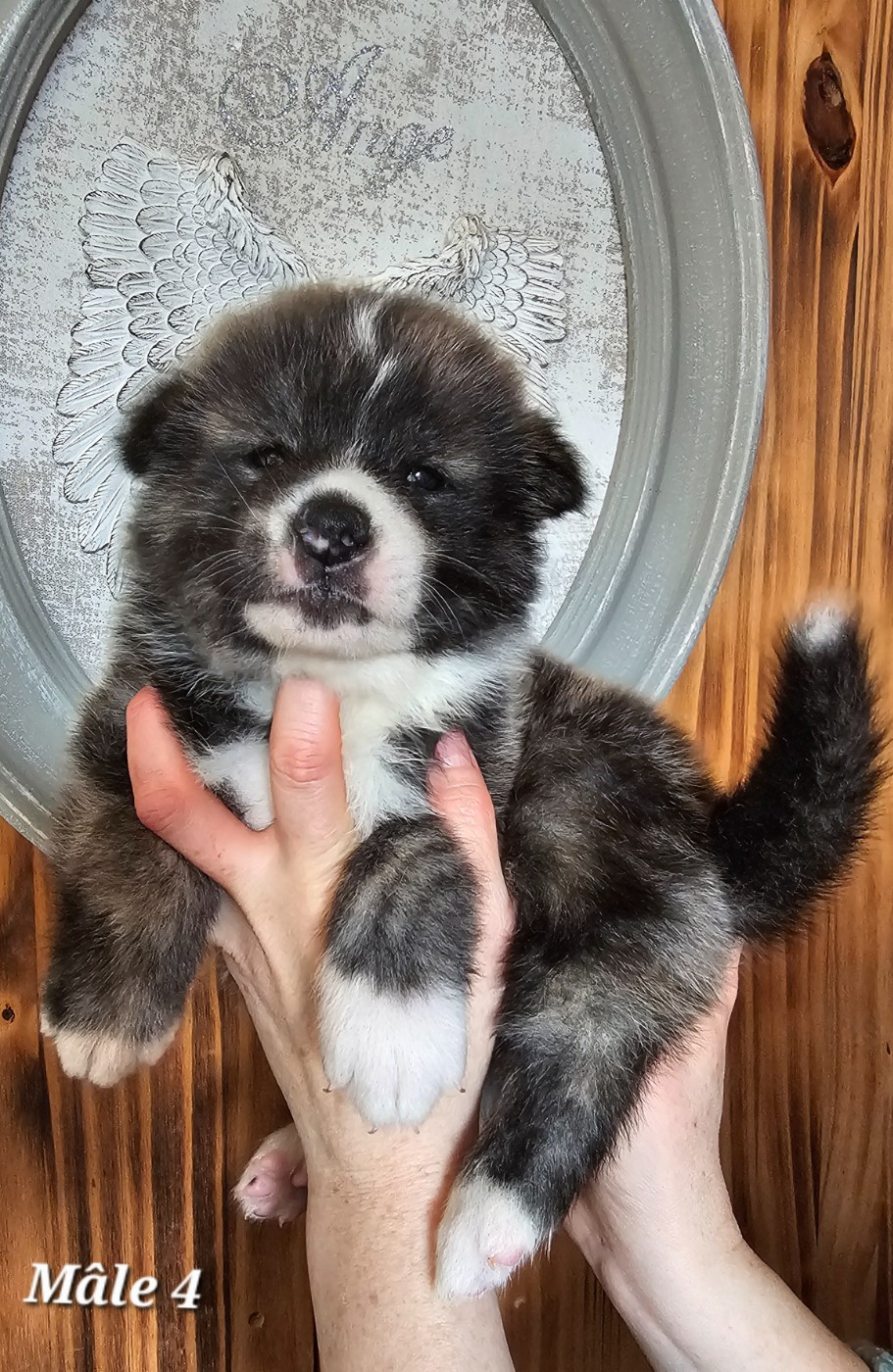 De La Joaillerie De La Cour - Chiots disponibles - Akita