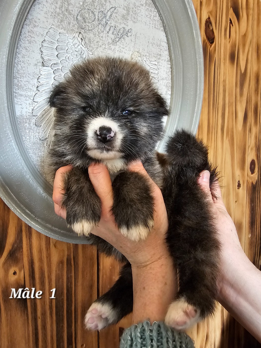 De La Joaillerie De La Cour - Chiots disponibles - Akita