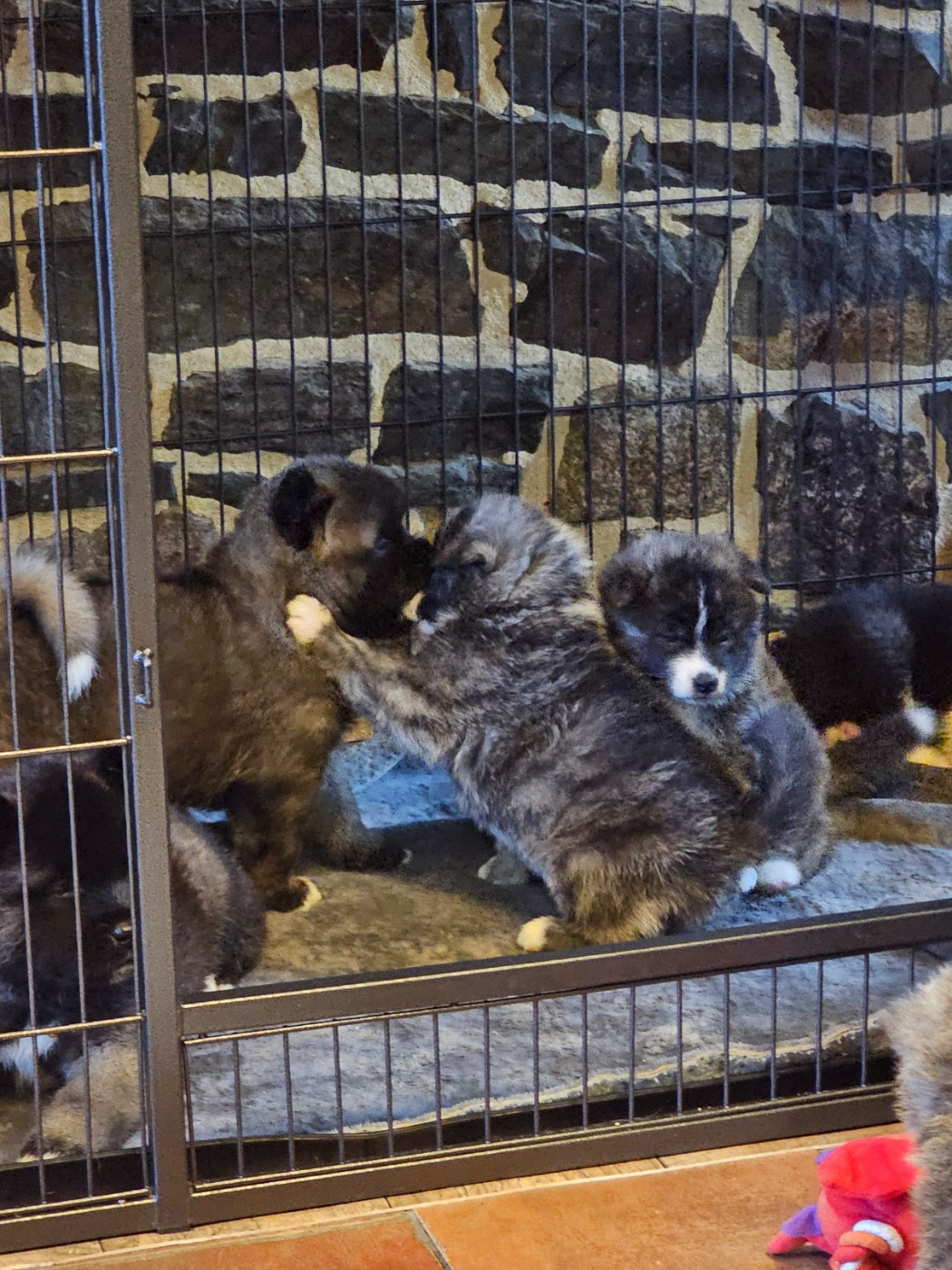 De La Joaillerie De La Cour - Akita - Portée née le 11/12/2025