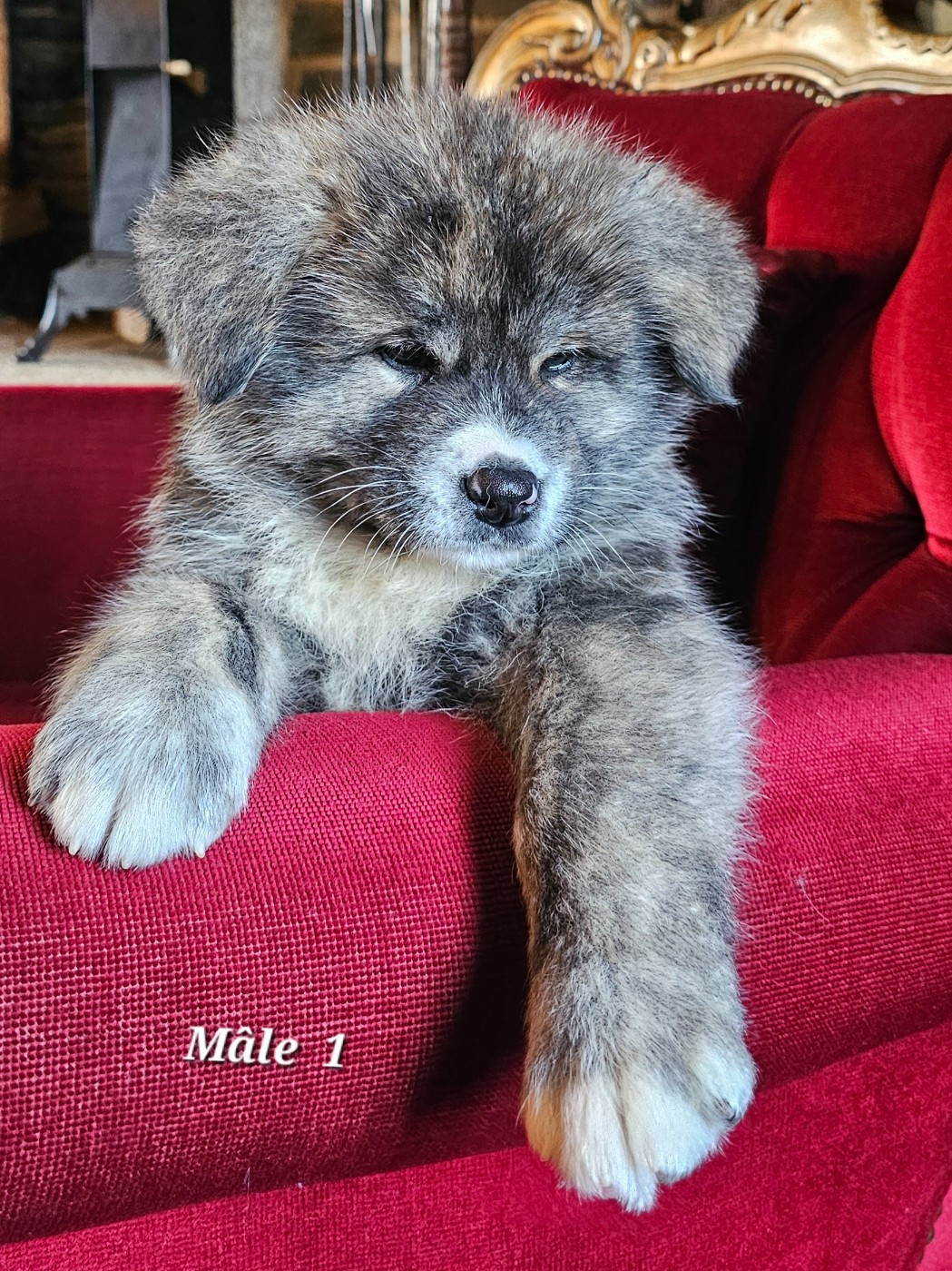 De La Joaillerie De La Cour - Chiots disponibles - Akita