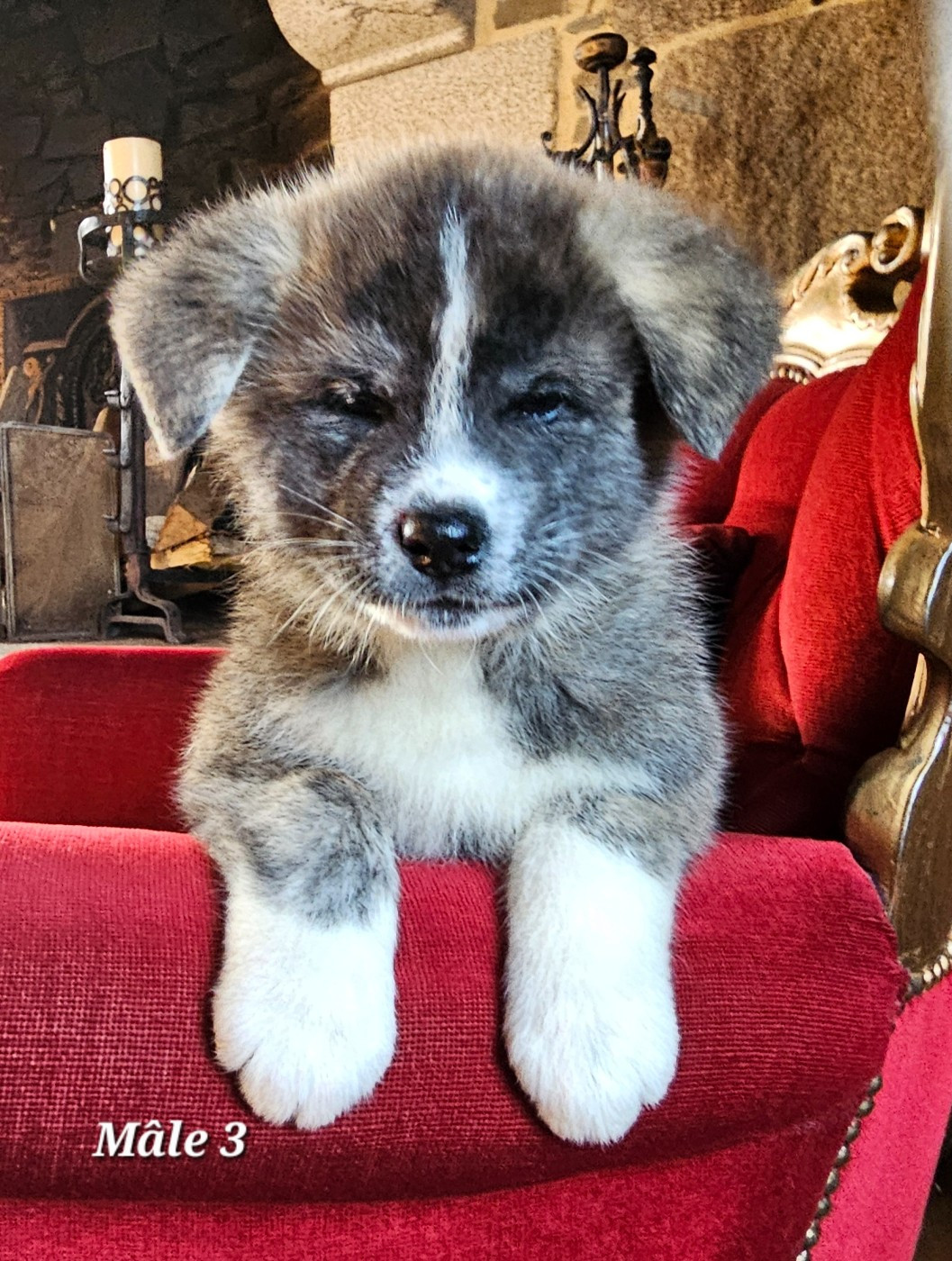 De La Joaillerie De La Cour - Chiots disponibles - Akita