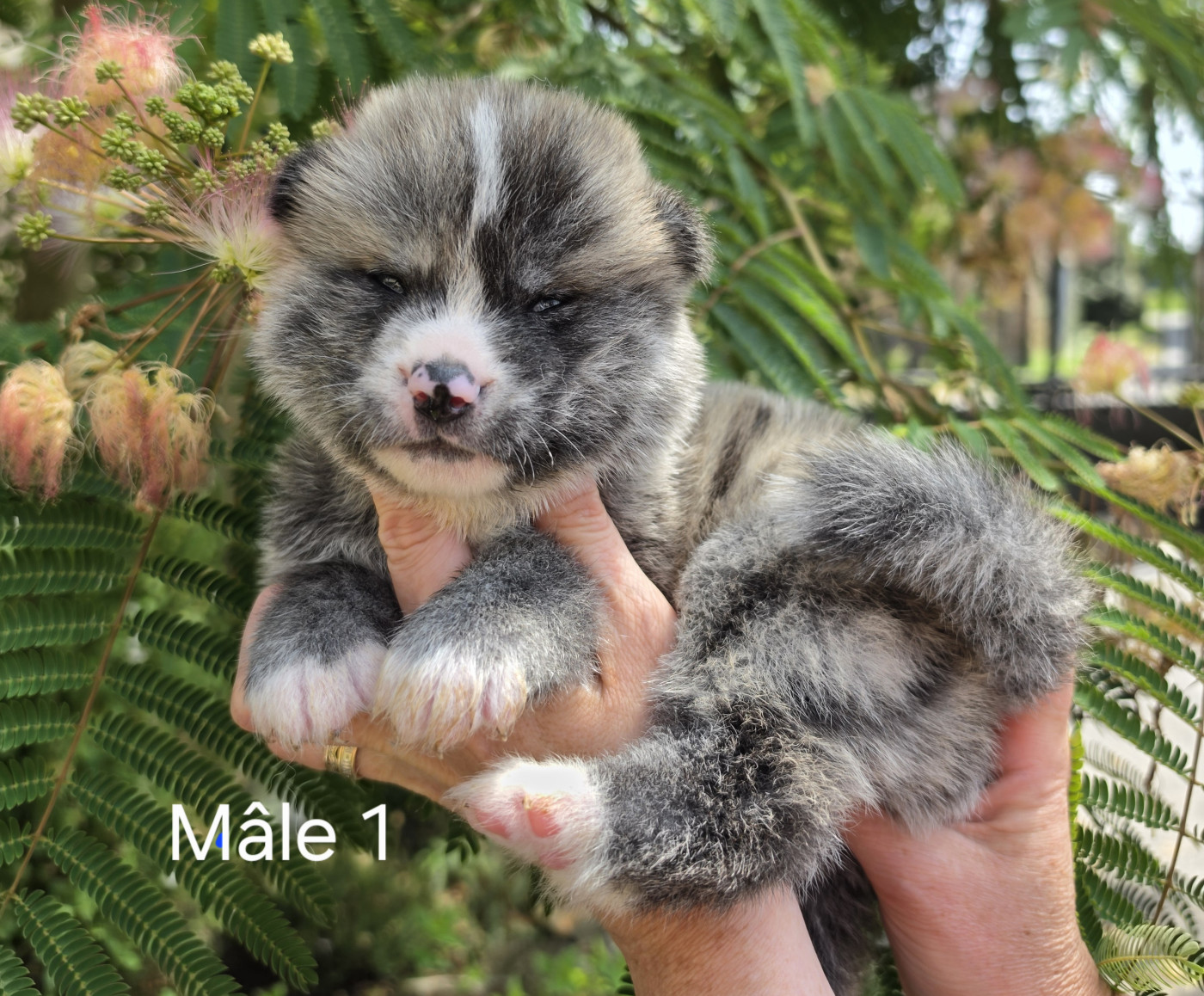 De La Joaillerie De La Cour - Chiots disponibles - Akita