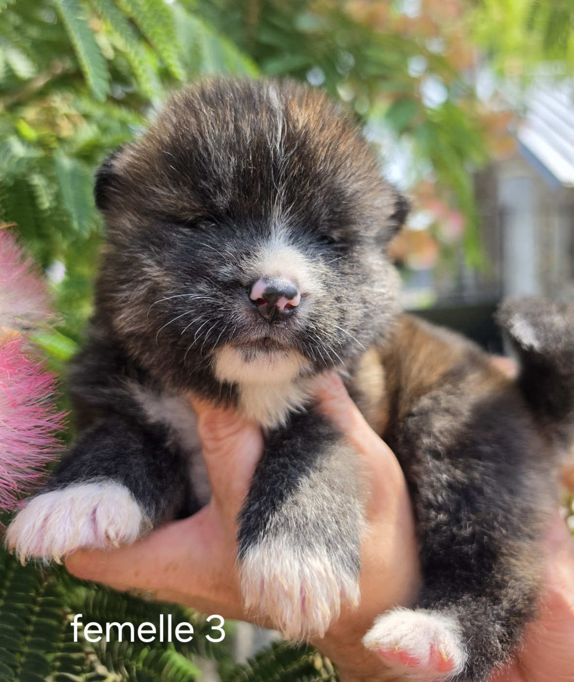 De La Joaillerie De La Cour - Chiots disponibles - Akita