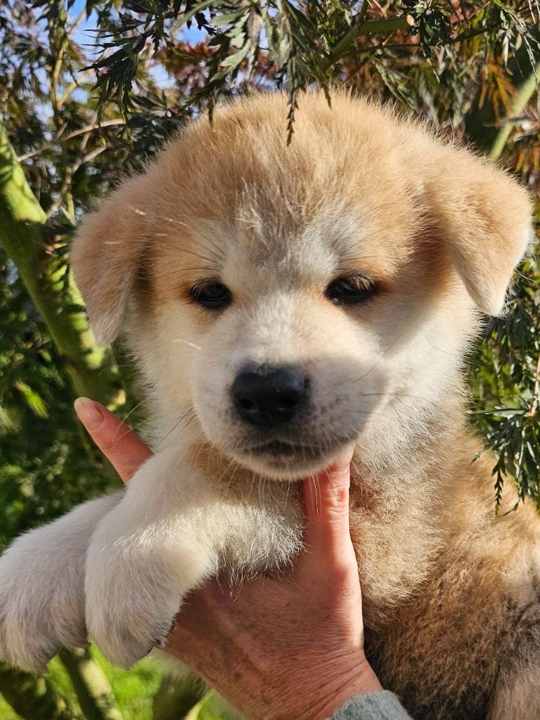 De La Joaillerie De La Cour - Chiots disponibles - Akita