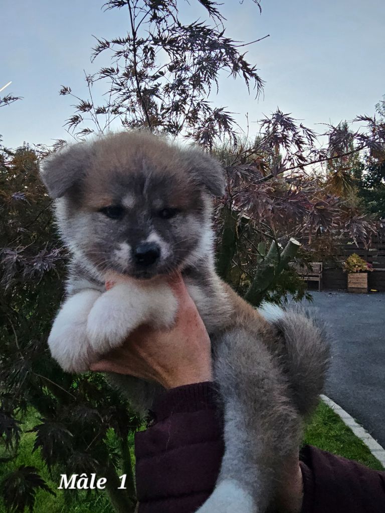 De La Joaillerie De La Cour - Chiots disponibles - Akita