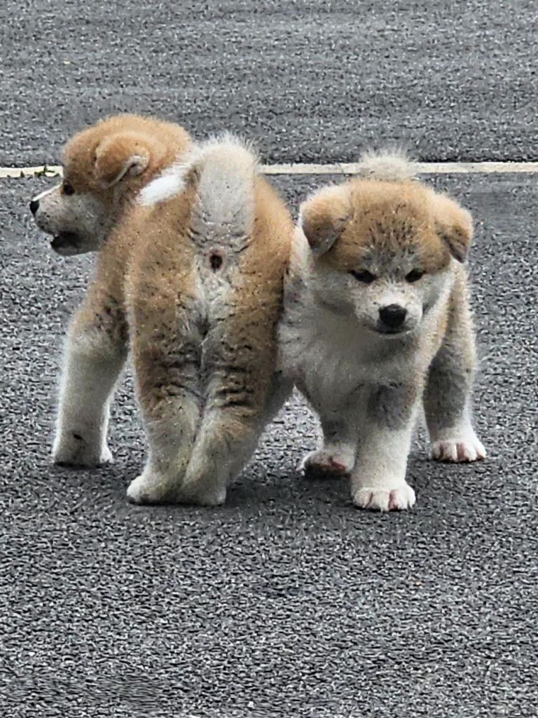 Chiot Akita De La Joaillerie De La Cour