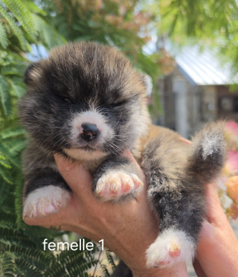 Femelle 1