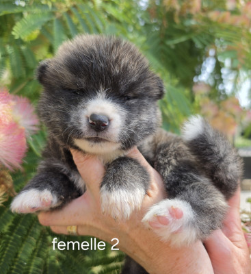 Femelle 2
