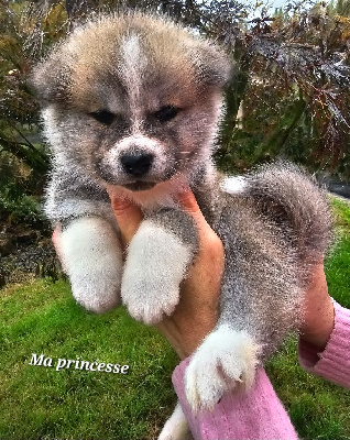 CHIOT 4