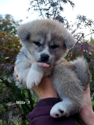 CHIOT 1