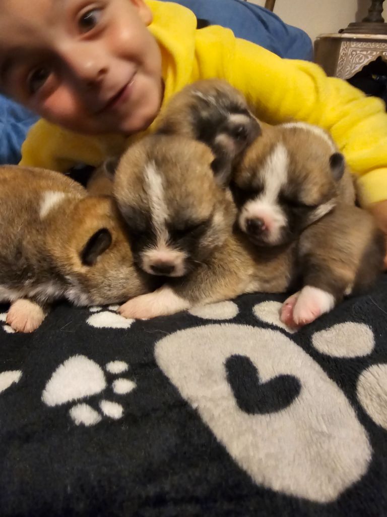 Chiot Akita De La Joaillerie De La Cour