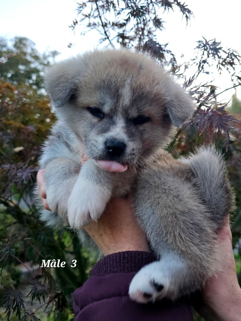 De La Joaillerie De La Cour - Chiots disponibles - Akita